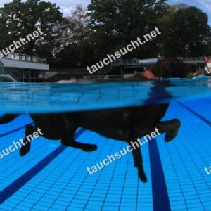 Hundeschwimmen Gauting 2026 - Foto vom 20.09.2026 um 16:10:29 Uhr