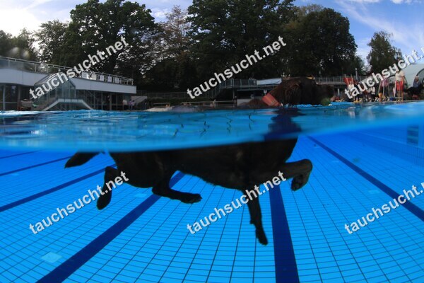Hundeschwimmen Gauting 2026 - Foto vom 20.09.2026 um 16:10:29 Uhr