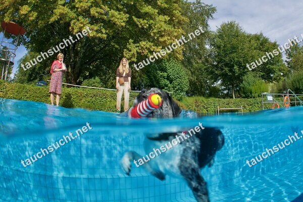 Hundeschwimmen Gauting 2026 - Foto vom 20.09.2026 um 16:14:32 Uhr