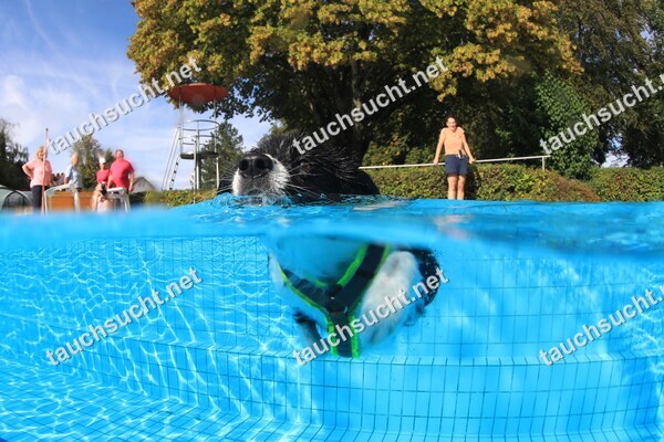 Hundeschwimmen Gauting 2026 - Foto vom 20.09.2026 um 17:01:14 Uhr