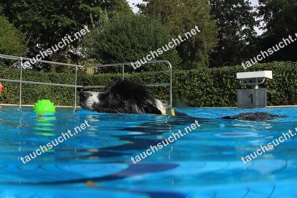 Hundeschwimmen Gauting 2026 - Foto vom 20.09.2026 um 17:04:44 Uhr