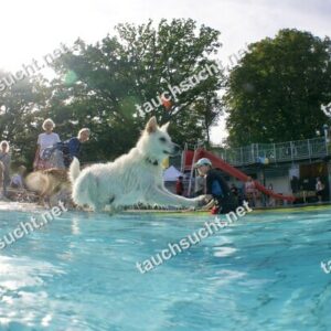 Hundeschwimmen Gauting 2026 - Foto vom 20.09.2026 um 17:13:02 Uhr
