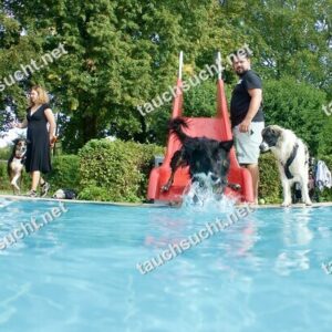 Hundeschwimmen Gauting 2026 - Foto vom 20.09.2026 um 17:19:26 Uhr
