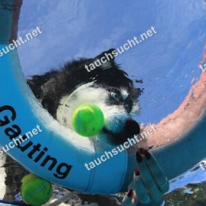 Hundeschwimmen Gauting 2026 - Foto vom 20.09.2026 um 17:20:18 Uhr