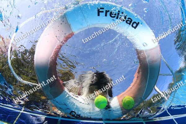 Hundeschwimmen Gauting 2026 - Foto vom 20.09.2026 um 17:21:07 Uhr