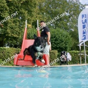 Hundeschwimmen Gauting 2026 - Foto vom 20.09.2026 um 17:21:14 Uhr