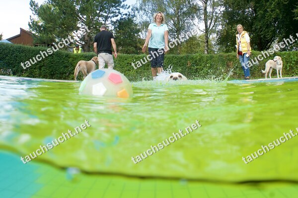 Hundeschwimmen Gauting 2026 - Foto vom 20.09.2026 um 17:25:18 Uhr