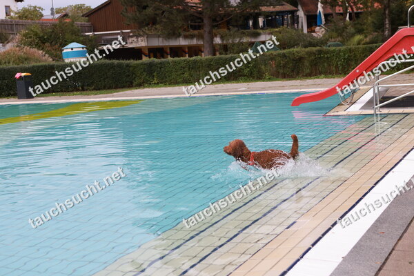 Hundeschwimmen Gauting 2026 - Foto vom 20.09.2026 um 17:28:30 Uhr