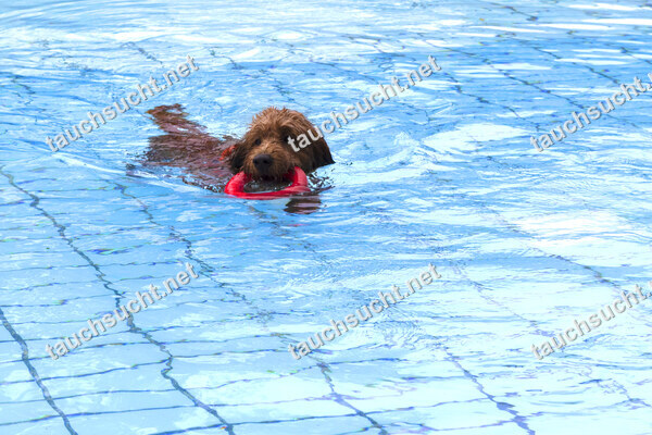 Hundeschwimmen Gauting 2026 - Foto vom 20.09.2026 um 17:28:41 Uhr