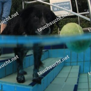 Hundeschwimmen Gauting 2026 - Foto vom 20.09.2026 um 17:30:25 Uhr