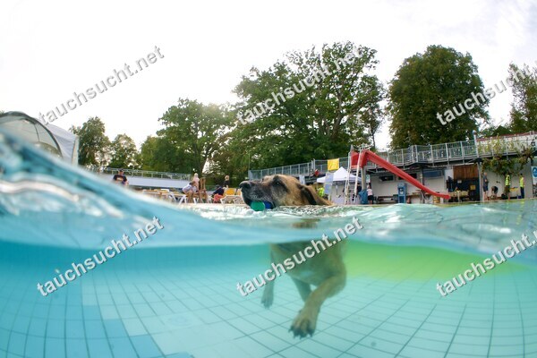 Hundeschwimmen Gauting 2026 - Foto vom 20.09.2026 um 17:31:07 Uhr