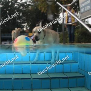 Hundeschwimmen Gauting 2026 - Foto vom 20.09.2026 um 17:43:38 Uhr