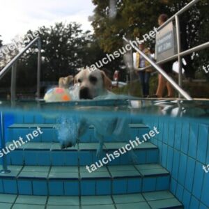 Hundeschwimmen Gauting 2026 - Foto vom 20.09.2026 um 17:43:43 Uhr