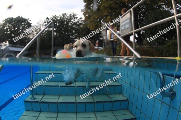 Hundeschwimmen Gauting 2026 - Foto vom 20.09.2026 um 17:43:43 Uhr